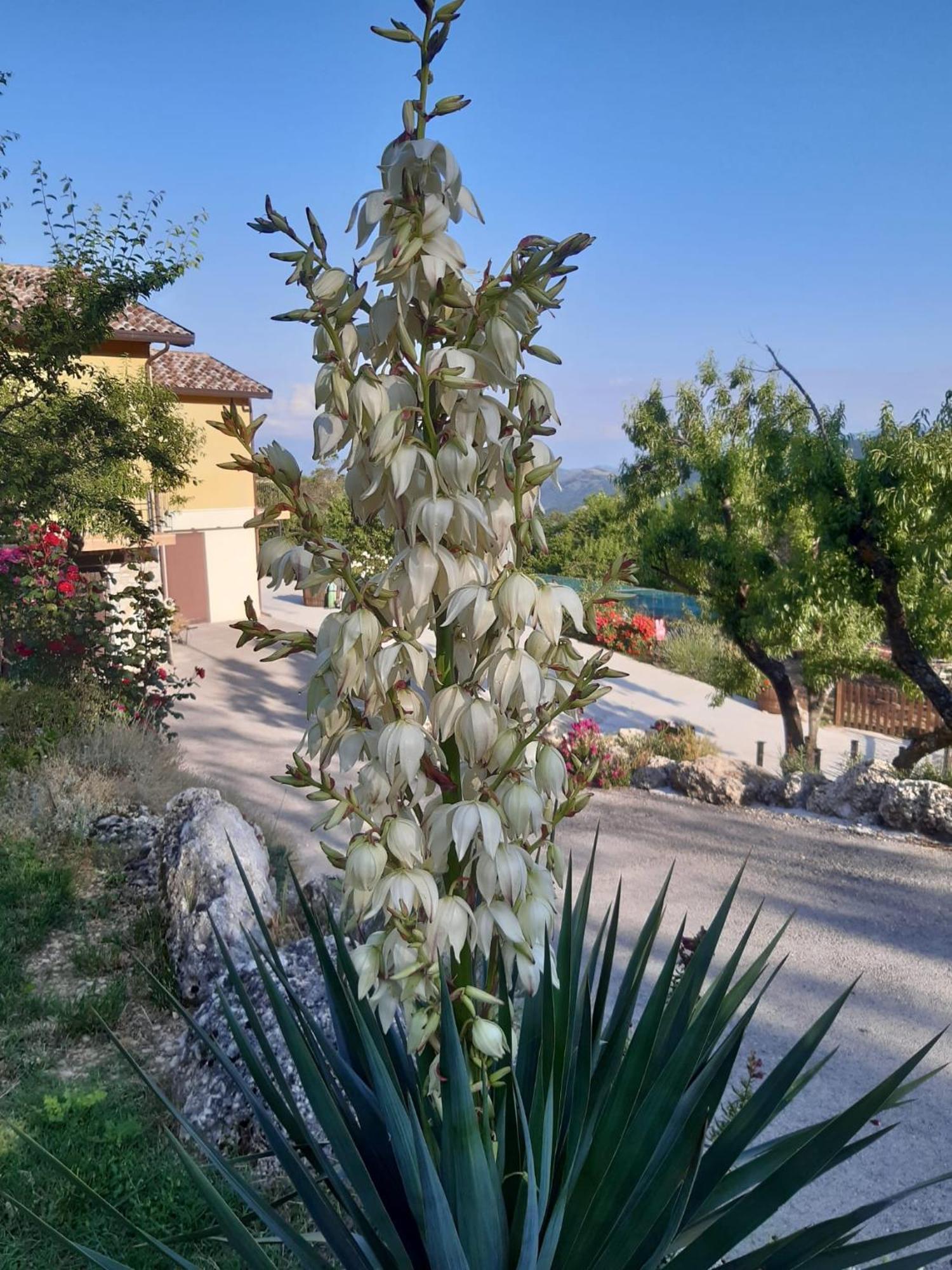 Il Girasole Bed & Breakfast Castelvecchio Calvisio Exterior photo